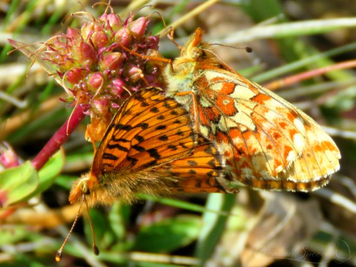 Arctic Fritillary butterflies mating, Beartooth Plateau, WY, August 13, 2017