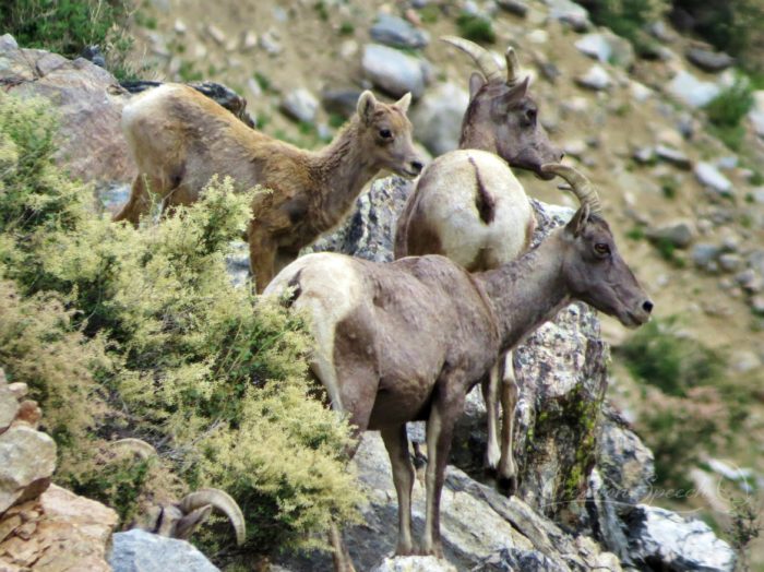 Big Horn Sheep illustrate God's Goodness, August 8, 2015, Colorado. Psalm 104:18