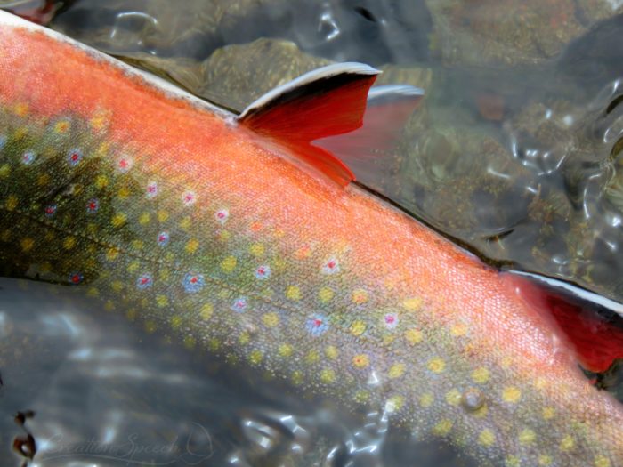 Brook Trout in Spawning colors, Deep Lake, Beartooth Mountains, WY, August 13, 2017