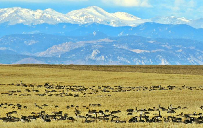 Canada Geese, 9:30 AM, November 24, 2017, Franktown, Colorado