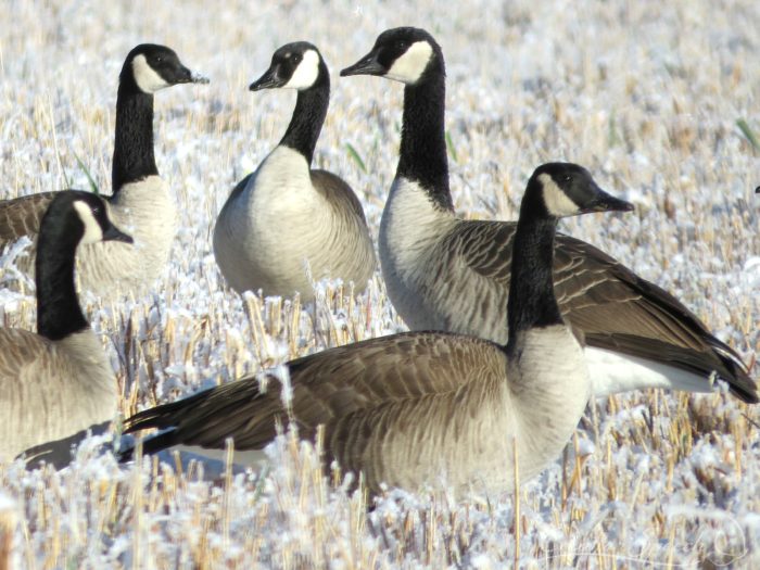 Canada Geese in frosty field, November 8, 2014, Elizabeth, CO