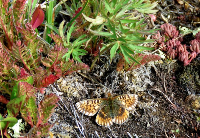 Rare Fritillary on Beartooth Plateau, August 13, 2017