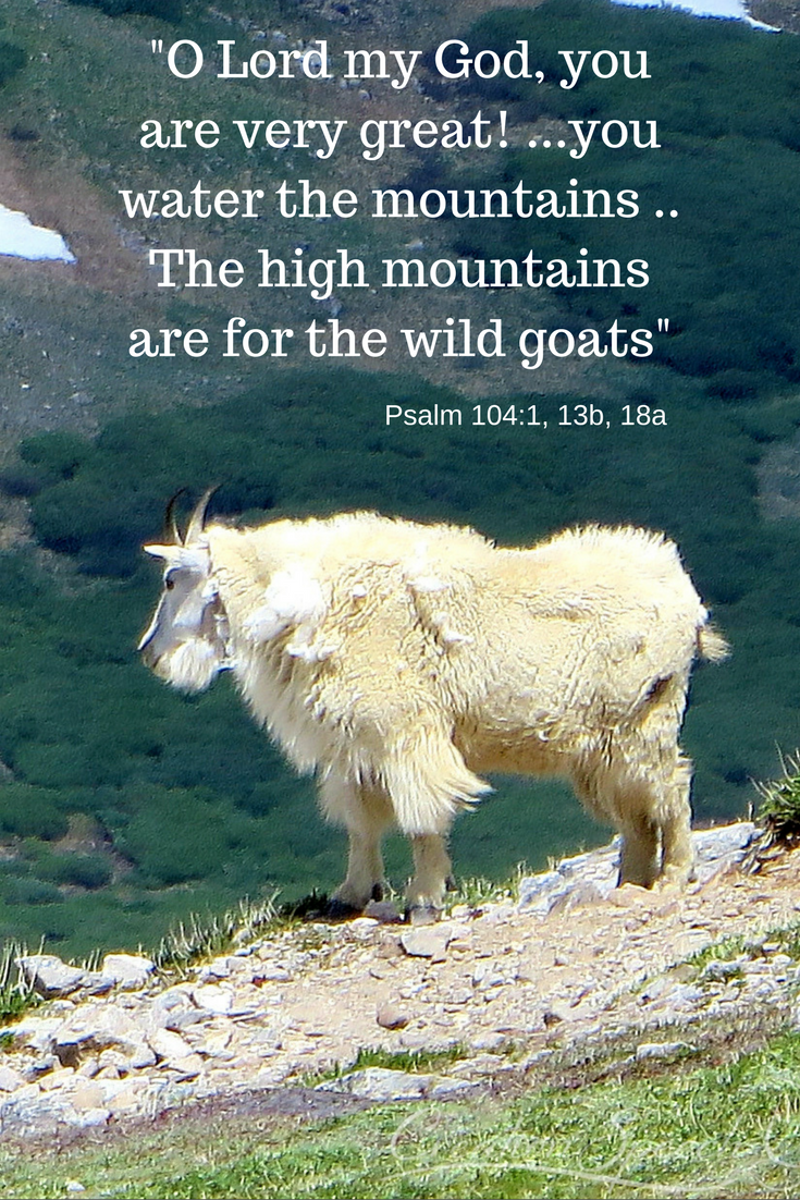 God's goodness illustrated by Mountain Goat, July 4, 2015, Gray's Peak, Colorado