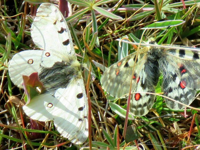 Male (left) and Female Rocky Mountain Parnassian, Beartooth Plateau, WY, August 13, 2017