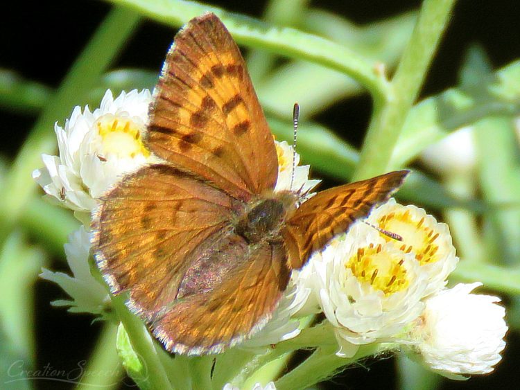 Mariposa Copper on Pearly Everlasting, Deep Lake, Beartooth Plateau, WY, August 13, 2017