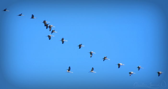 Sandhill Cranes October 11, 2017, Elizabeth, CO