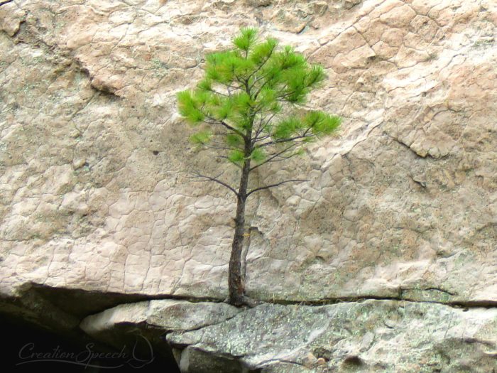 Tree in Rock illustrates life from a broken spirit, Castlewood Caynon, Franktown, CO, July 2, 2017