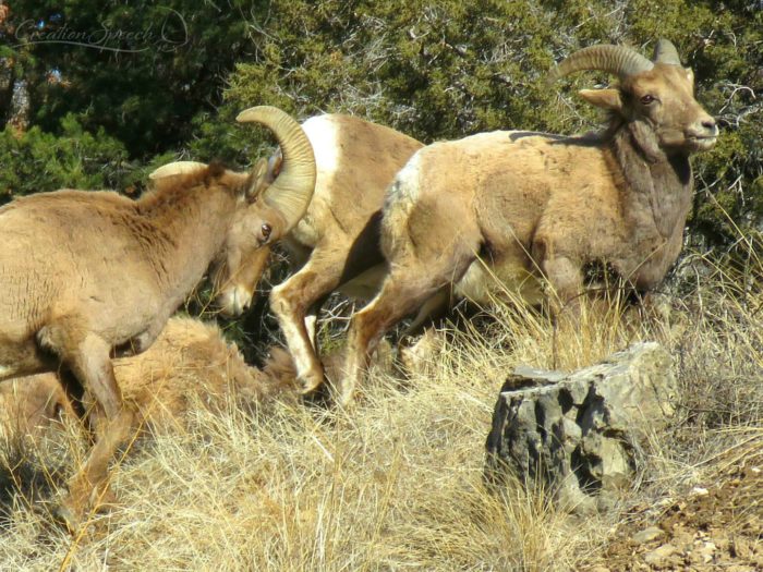 Big horn sheep exerting authority with its horns, Glenwood Springs, CO, 1-23-18