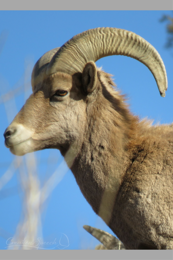 The power of Bighorn sheep point to the power of Jesus in our salvation