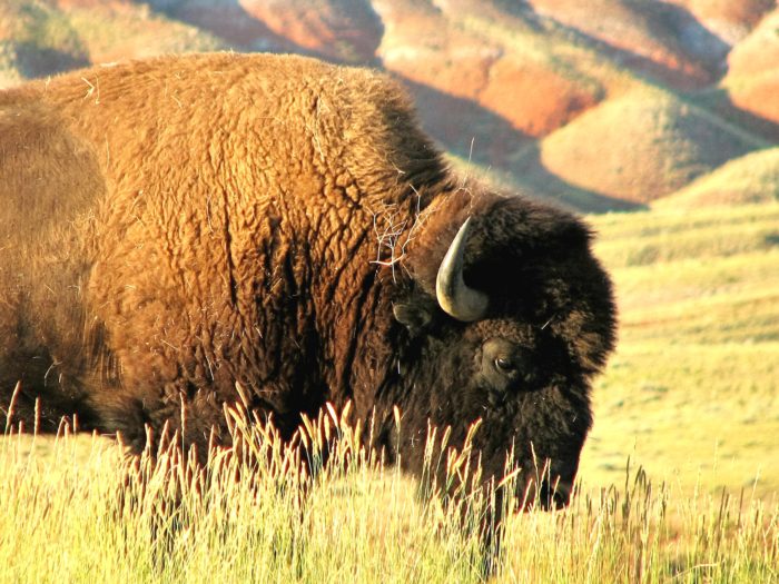 Bison horn backed with powerful strength, Thermopolis, WY, August 12, 2011