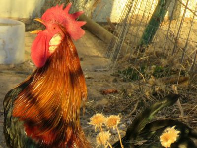 Leghorn rooster crows because of my presence, Elizabeth, Colorado, Jan 4, 2018