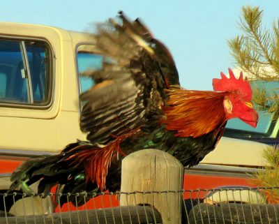 Cock returning to protect our hens. Jan 4 2018