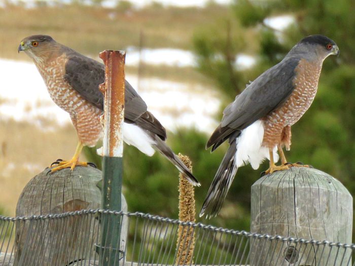 Pair of Copper's Hawks, Elizabeth, CO, Nov 20, 2017