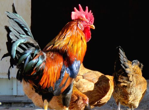 Rooster protects hens, Elizabeth, CO, Jan 3 18