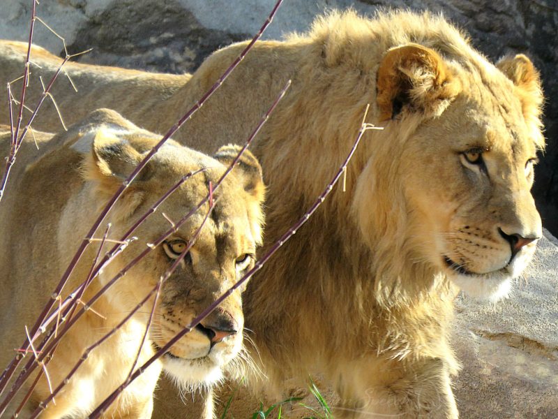 Two lions in walking with a stately stride with confidence given by God