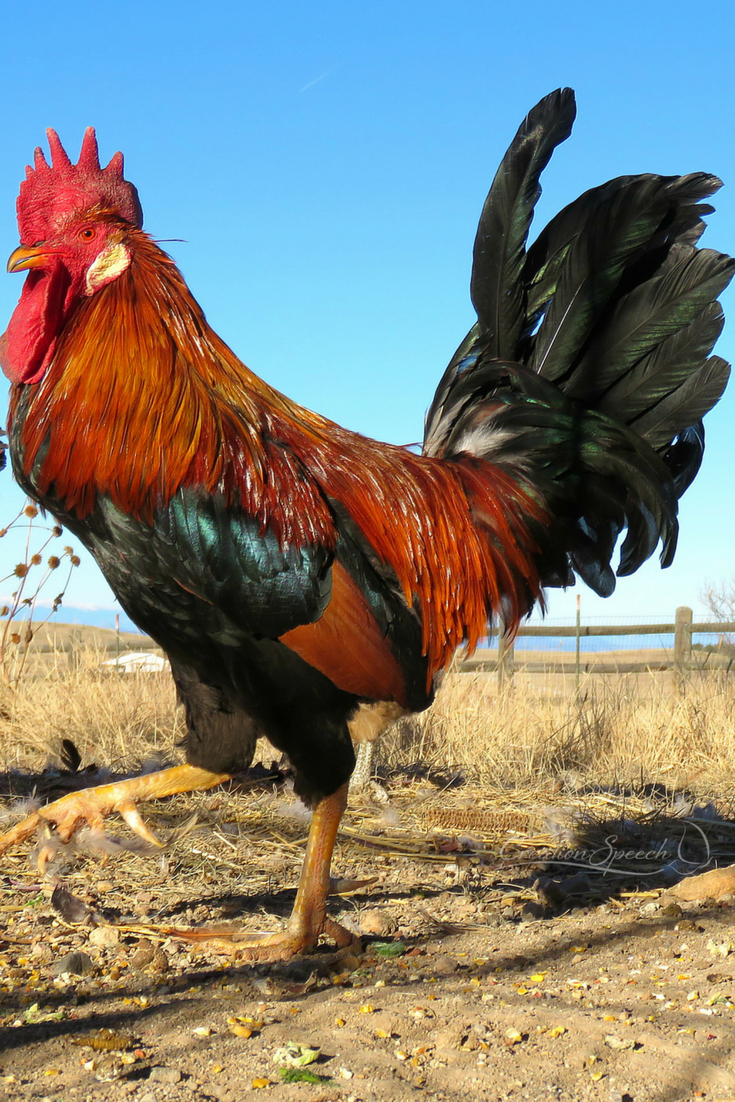 Strutting Leghorn Rooster is stately in its stride, Proverbs 30:29