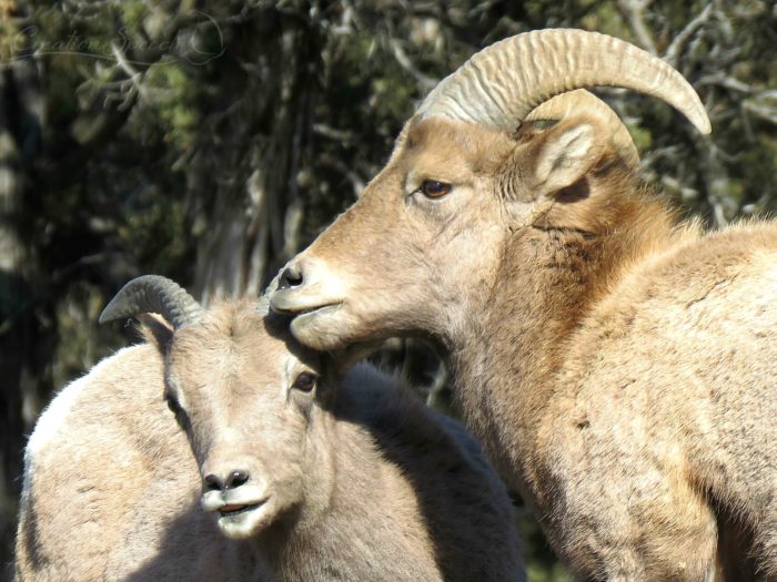 Tender moment between a young ram and ewe. Glenwood Springs, CO, 1-23-18