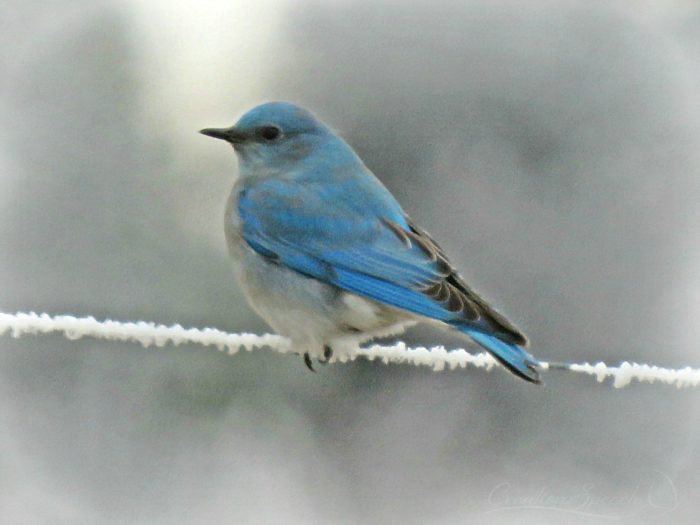 Blue bird on frosted fence patiently alert to spot an insect, Elizabeth, CO, 2-19 18