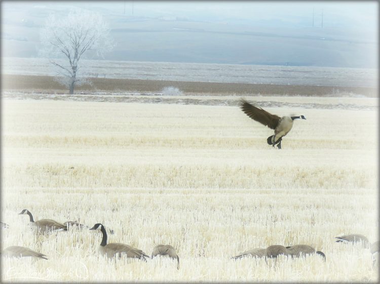 Canada Geese in frosty field illustrate peace of God, Franktown, CO 2-19 18