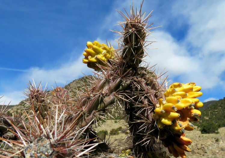 Cane Cholla cactus with Yellow Fruit