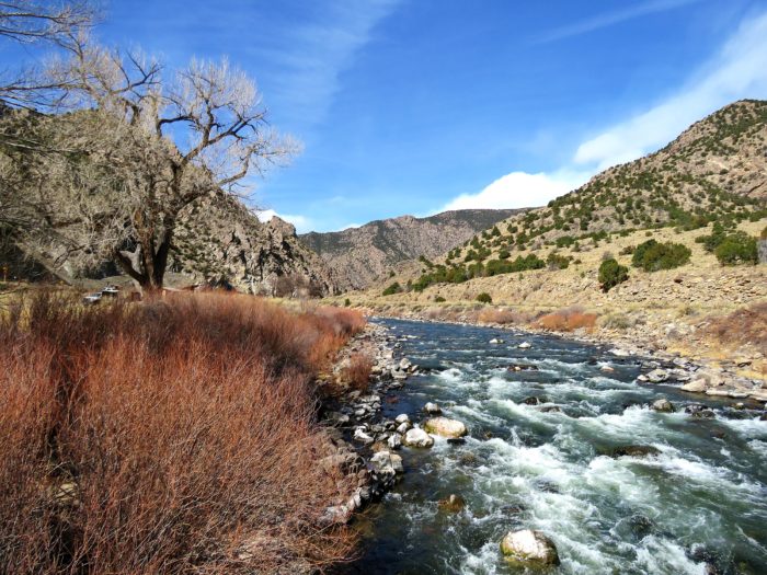 Cottonwood tree on the Arkansas River, Colorado, March 19, 2018