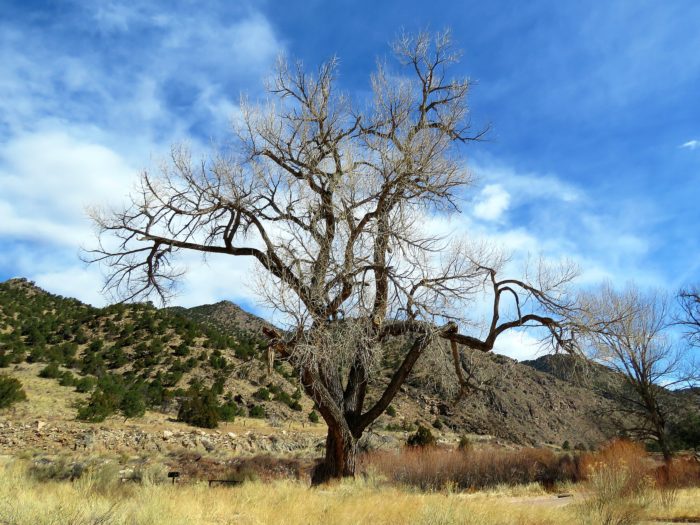 Cottonwood tree on Arkansas River, Colorado, March 19