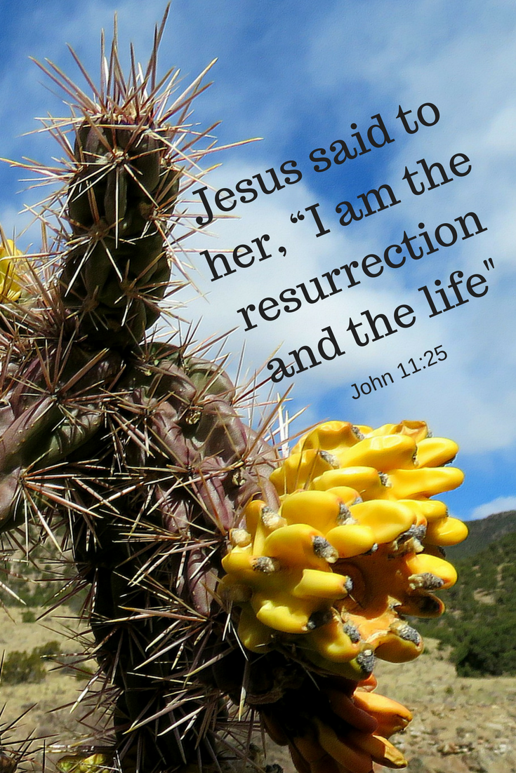 Cane Cholla thorns and fruit symbolize death and resurrection of Christ