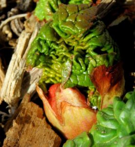 Compactly packaged Rubarb leaves emerge, March 30, 2018, Elizabeth, Colorado