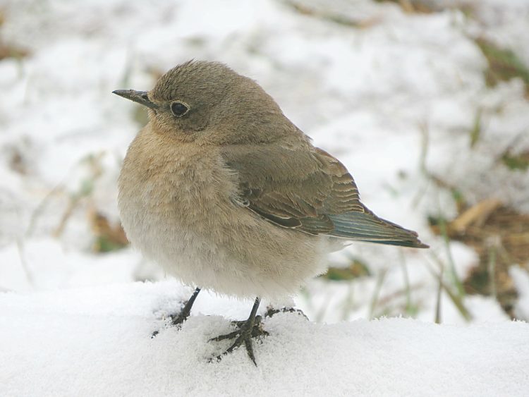 Female Mountain Bluebird, April 24th, Elizabeth, CO