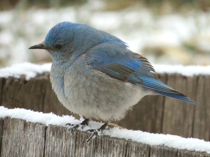 Male Mountain Bluebird, Insulated by puffed-up feathers, April 24, Elizabeth, CO