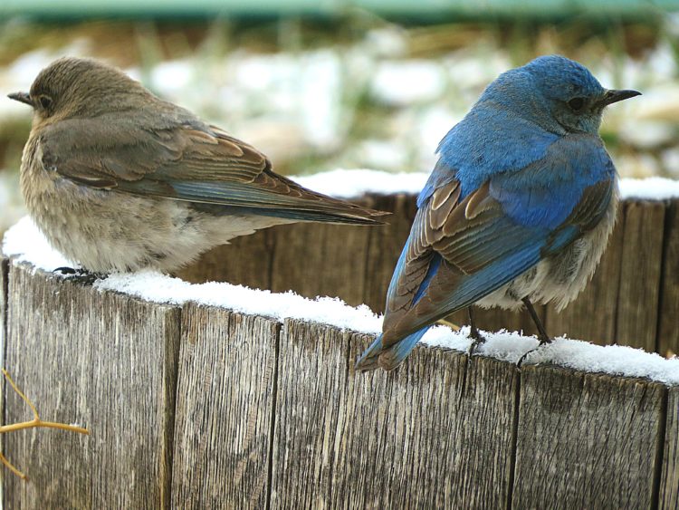 Male and Female Bluebirds Puff-Up Feathers for Greater Insulation