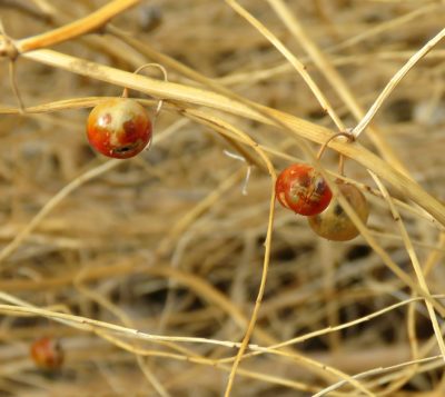 Asparagus seed pods, ELizabeth, Colorado, 4-2-18