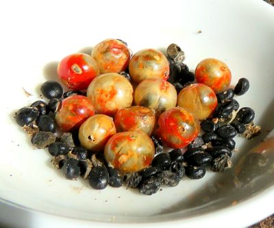 Asparagus seed pods and seeds 3-31-18, Elizabeth, Colorado