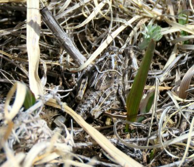 Grasshopper Nymph, Elizabeth, Colorado, 3-30-18