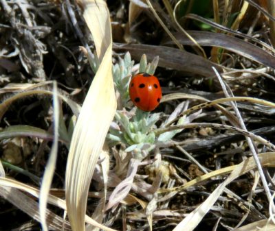 Ladybug on sage in March, Colorado, 3-30-18