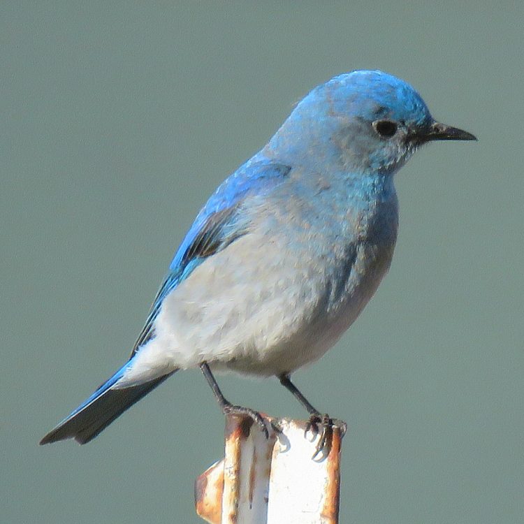 Mountain Bluebird on a nice day, April 24, Elizabeth, CO