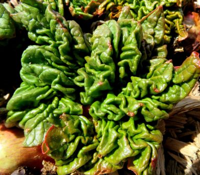 Rhubarb leaves expanding 3-30-18