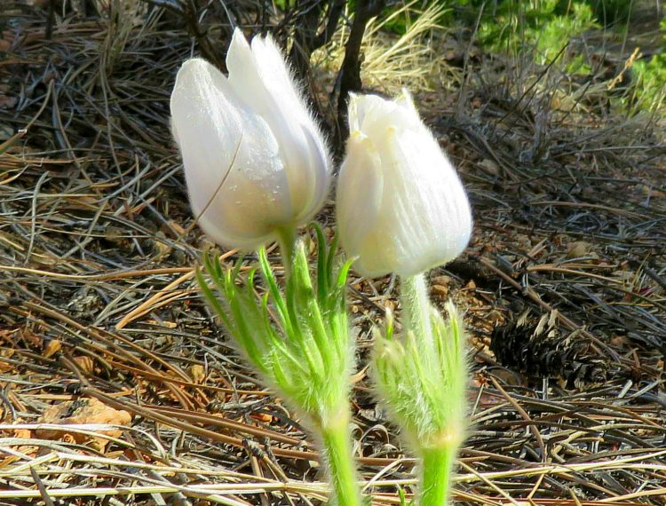 White Pasqueflowers, Sedailia, Colorado, April 2, 2018