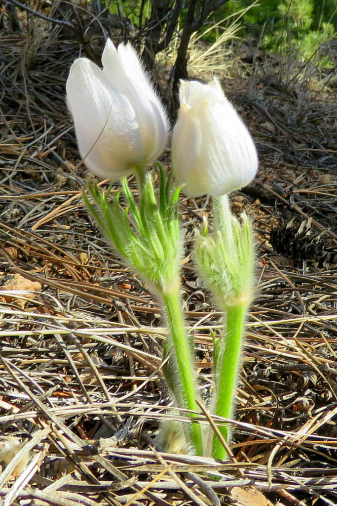 White Pasqueflower, Sedalia, Colorado, April 2, 2018