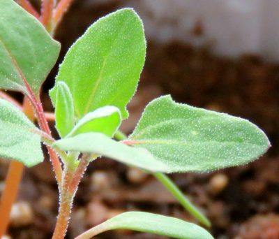 Young Quinoa Leaves and Stems with white spots 4-1-18