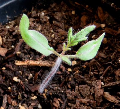 Young Sun Sugar Tomato plant with hairs 4-1-18