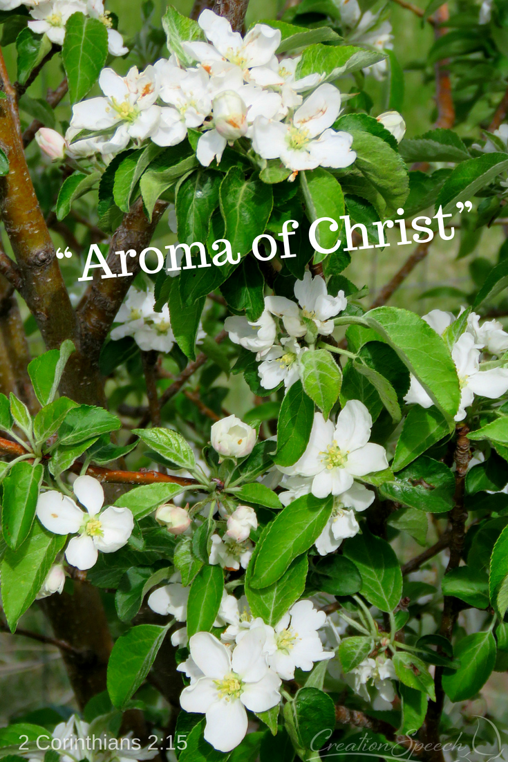 Apple Blossoms Are Reminder of the Aroma of Christ to God, Honeycrisp apple blossoms, Elizabeth, Colorado, 5-14-18