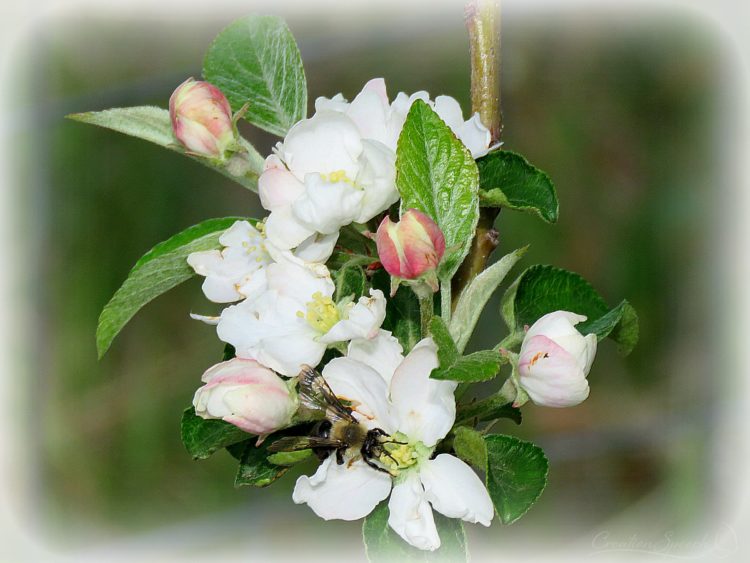 Honeycrisp Apple Blossom and Mason Bee are reminders of the aroma of Christ, fragrance of God 5-15-18, Elizabeth, Colorado