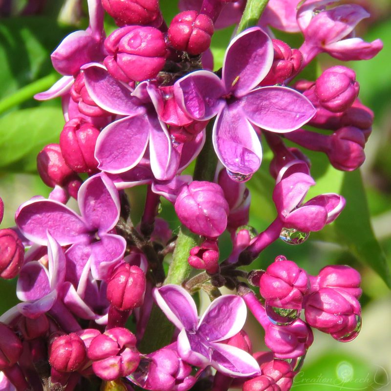 Sensation Lilac Blossoms reminds us of the frangrance of God,5-13-18, Elizabeth, Colorado