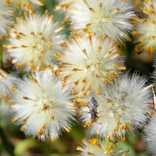 Bug on grounsel seed, 6-5-18, Elizabeth, CO