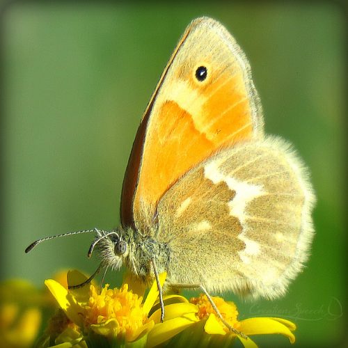 Common Ringlet Butterfly on Western Grounsel, Elizabeth, CO, 6-5-18