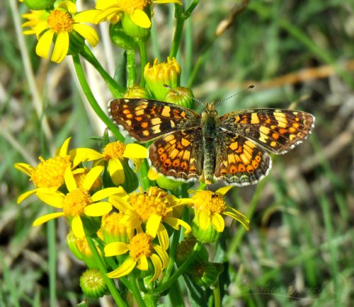 Field Crescent Butterfly on Western Grounsel, Elizabeth, CO, 5-23-18