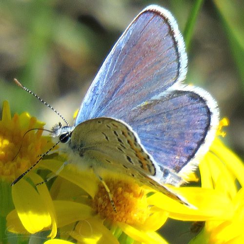 Melissa Blue on Western Grounsel, Elizabeth, CO, 5-24 -18