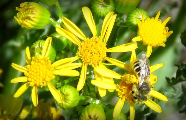 Western Groundsel is a servant to the miner bee and visa versa