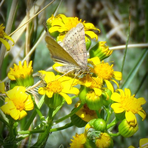 Moth on Western Grounsel, Elizabeth, CO, 5-22-18